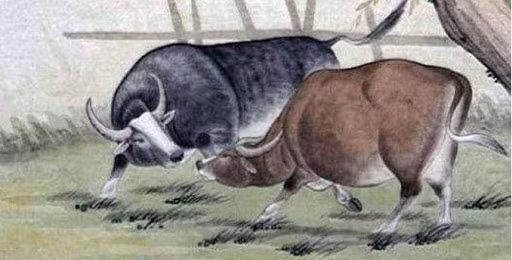 Tuổi Sửu gặp năm tuổi vận xui đeo bám