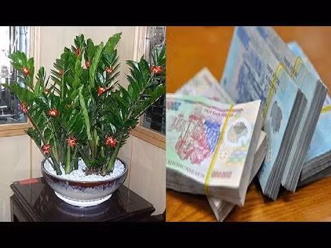 Đặt cây phong thủy lên bàn thờ