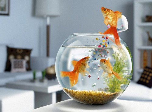 Nên đặt bể cá trên bàn làm việc. Nên đặt bể cá trên bàn làm việc.