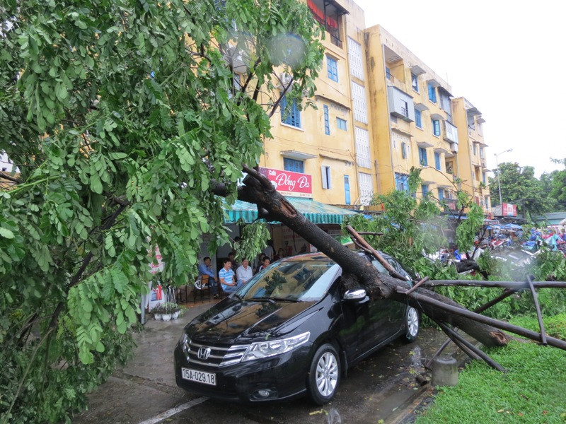 Cây gãy đổ ở cư xá Đống Đa (TP Huế)