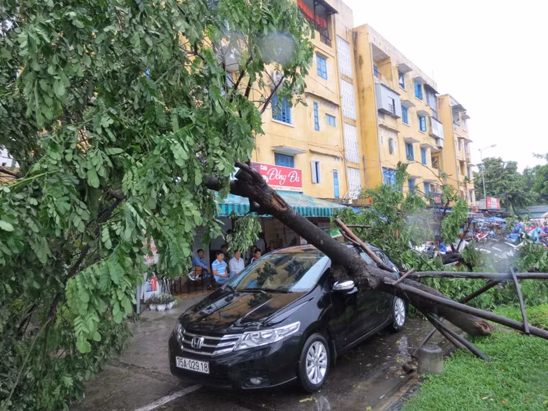 Cây gãy đổ ở cư xá Đống Đa (TP Huế)