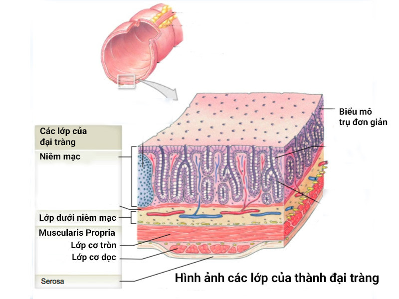 Tìm hiểu đại tràng là gì và các bệnh đại tràng thường gặp ảnh 2 đại tràng là gì