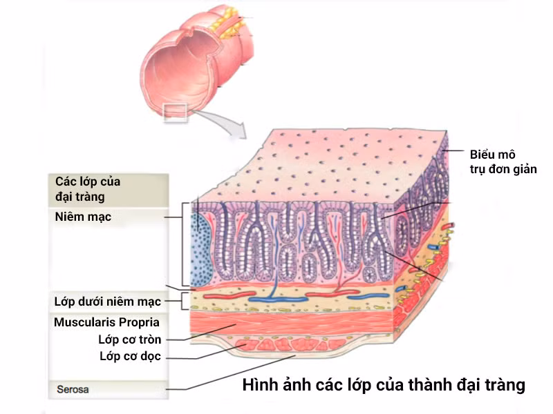 đại tràng là gì