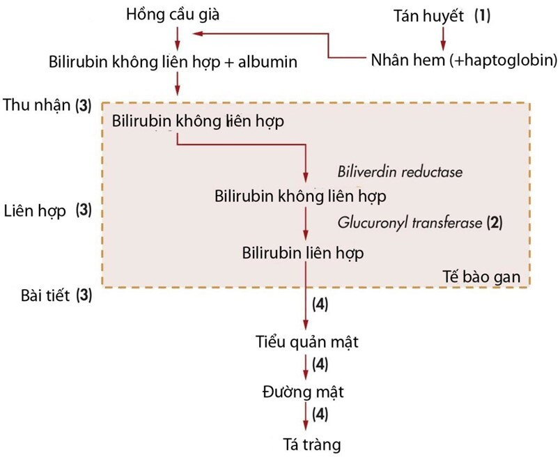 Vàng da tại gan do bệnh gì, uống thuốc bổ gan có hết? ảnh 1 vàng da tại gan
