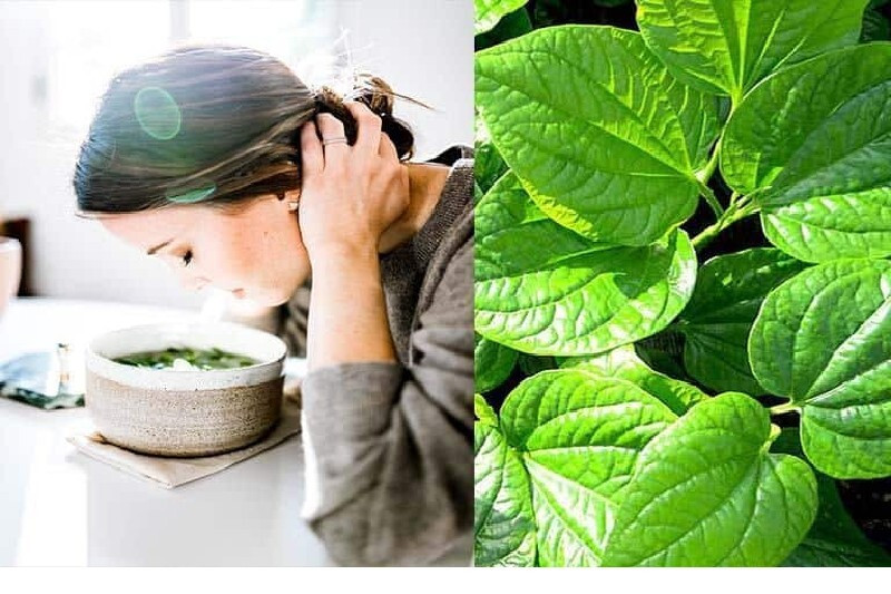 Lưu ý khi chữa viêm xoang bằng lá trầu không tại nhà ảnh 1 Chữa viêm xoang bằng lá trầu không