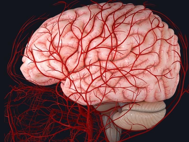 Thay đổi thói quen khắc phục tình trạng máu không lưu thông lên não ảnh 1 Máu không lưu thông lên não