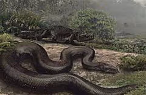 Những kỷ lục trong thế giới loài rắn ảnh 1