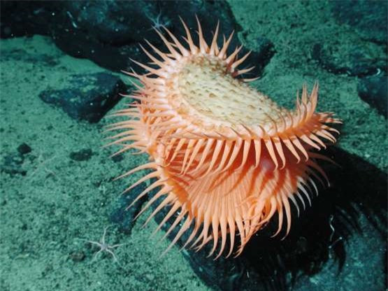 Hải quỳ bắt mồi có vũ khí săn mồi độc đáo là những xúc tu răng cưa có hình dạng như loài cây bắt ruồi Venus trên đất liền. Khi con mồi không may “dính” vào, các xúc tu này lập tức khép lại và tiêm chất độc giết chết con mồi. Hải quỳ bắt mồi có vũ khí săn mồi độc đáo là những xúc tu răng cưa có hình dạng như loài cây bắt ruồi Venus trên đất liền. Khi con mồi không may “dính” vào, các xúc tu này lập tức khép lại và tiêm chất độc giết chết con mồi.