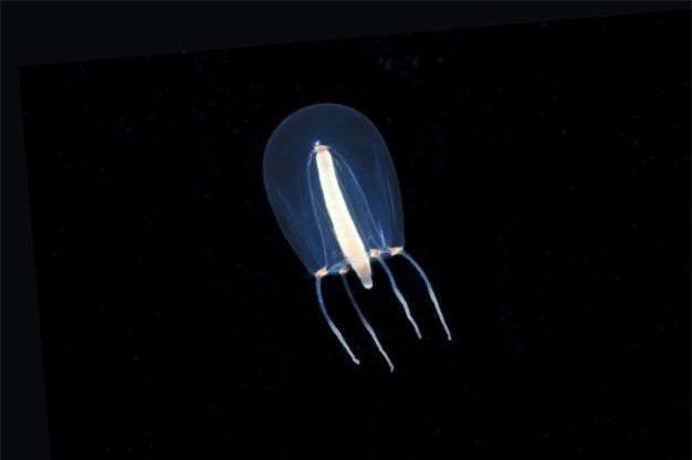 Sứa Hydromedusa có kích thước chỉ vài milimet, khiến chúng rất khó phát hiện. Sứa Hydromedusa có kích thước chỉ vài milimet, khiến chúng rất khó phát hiện.