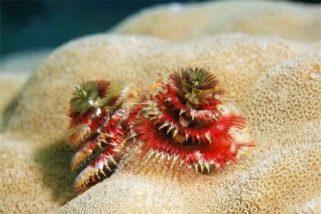 Giun cây thông có hình dạng giống như cây giáng sinh. Loài giun biển này sống chủ yếu tại các vùng biển nhiệt đới, từ Caribbean tới Ấn Độ Dương và Thái Bình Dương. Ngoài màu sắc sặc sỡ dễ nhận dạng, mỗi con giun còn sở hữu hai xúc tuhình lông vũ, trông giống như cây thông thật sự.