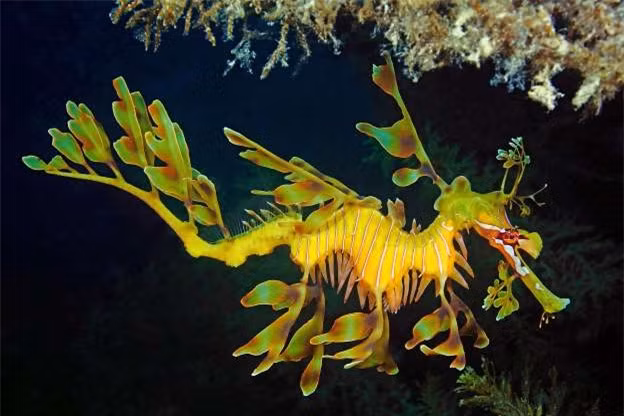 Cá ngựa hình lá còn được biết đến với cái tên cá ngựa Glauert, thường sống ở vùng biển phía Nam Australia. Hình dạng như tảo biển đang trôi nổi này giúp chúng dễ dàng ngụy trang.