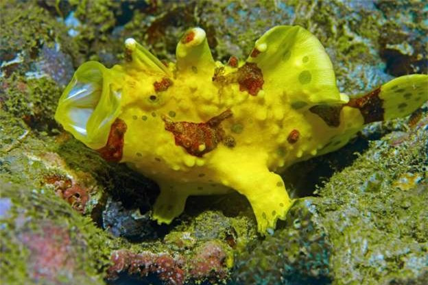 Cá vây chân Warty hay cá vây chân vương miện, sử dụng thân hình phát sáng của chúng để thu hút con mồi là các loài sâu biển hay các loài cá nhỏ. Cá vây chân Warty hay cá vây chân vương miện, sử dụng thân hình phát sáng của chúng để thu hút con mồi là các loài sâu biển hay các loài cá nhỏ.