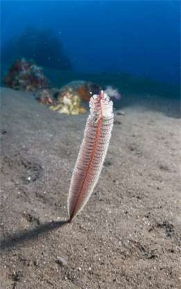 Được đặt tên vì có hình dạng giống như một chiếc bút lông, bút biển thực ra được tạo thành từ các sinh vật đơn bào. Thường "thả neo" ở dưới đáy biển, một số loài bút biển có thể dài tới 2 mét. Được đặt tên vì có hình dạng giống như một chiếc bút lông, bút biển thực ra được tạo thành từ các sinh vật đơn bào. Thường "thả neo" ở dưới đáy biển, một số loài bút biển có thể dài tới 2 mét.