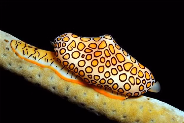 Sên lưỡi hạc Flanimgo sống ở vùng biển Đại Tây Dương, Caribe. Loài sên này thường đánh lừa nhiều người đam mê sưu tầm vỏ ốc bởi vẻ bên ngoài chúng.