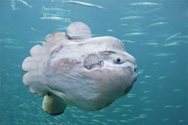 Cá thái dương: Đây là loài cá có xương nặng nhất thế giới, với cá trưởng thành có thể nặng tới hơn 2 tấn. Cá thái dương: Đây là loài cá có xương nặng nhất thế giới, với cá trưởng thành có thể nặng tới hơn 2 tấn.