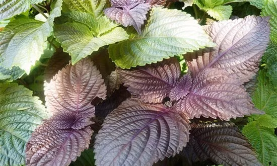 6-loai-la-tri-rom-say-01