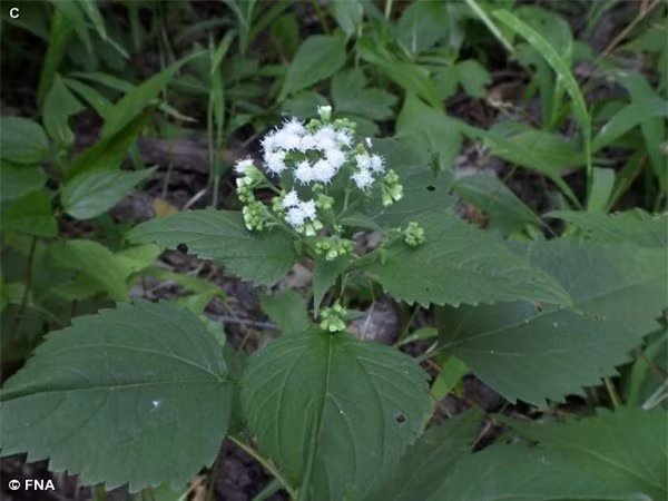 Cây độc: Loài hoa mỏng manh nhưng từng cướp đi sinh mạng hàng nghìn người