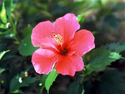 Cách chữa rụng tóc từ thiên nhiên với hoa dâm bụt là điều ít ai nghĩ tới