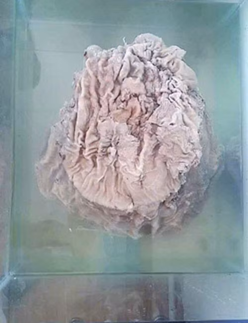 Nhặt được cục gỗ lạ, chàng trai bất ngờ trở thành tỷ phú ảnh 1