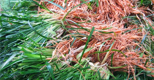 Top 6 cây dược liệu trị tiểu đường hiệu quả và đơn giản tại nhà