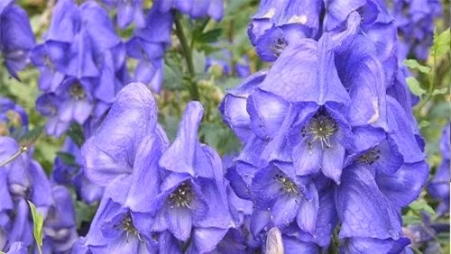 10 loài cây độc nhất thế giới ảnh 3