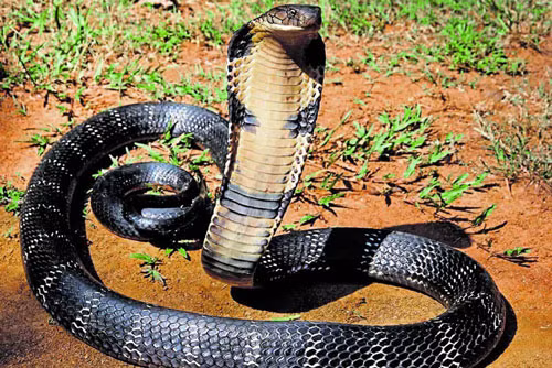 Ảnh minh họa. Nguồn: Internet.