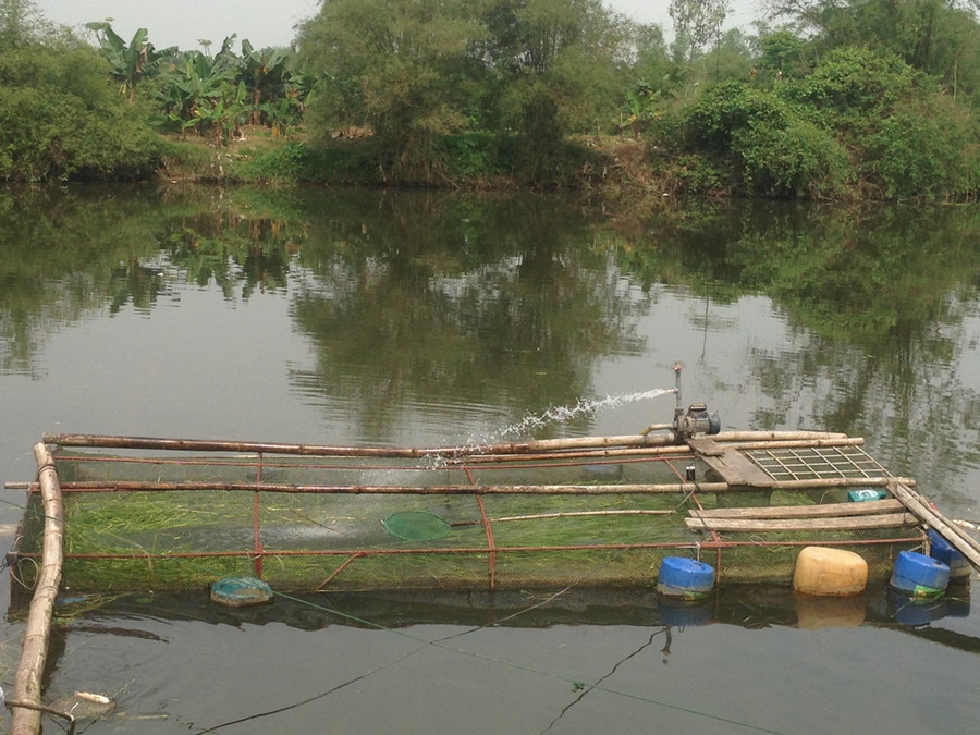 Nhiều người phải sử dụng máy bơm để tạo oxy nhằm hạn chế cá chết