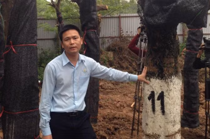 Số phận 228 cây hoa sữa con đường đẹp nhất Việt Nam giờ ra sao?