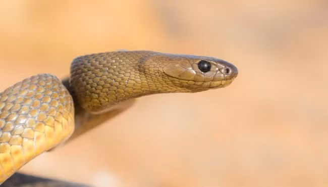 Bí ẩn khủng khiếp về loài rắn có nọc độc mạnh nhất thế giới, 1 lần cắn giết chết 100 người - Ảnh 1