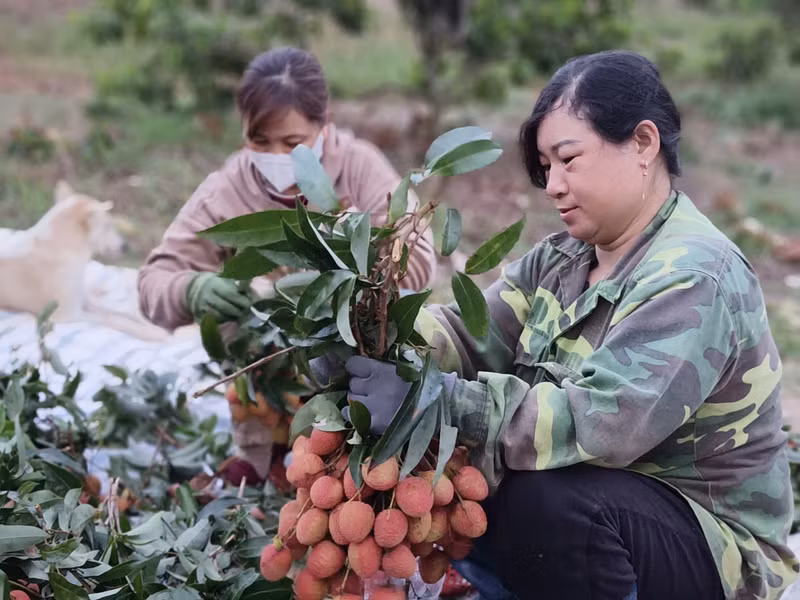 Vải được bó theo từng chùm. 5-vai.jpg