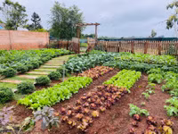 14 khu vườn trồng rau đẹp mê mẩn