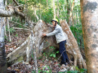 Kon Tum: Cận cảnh rừng tự nhiên bị triệt hạ ảnh 1