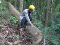 Kon Tum: Cận cảnh rừng tự nhiên bị triệt hạ ảnh 2