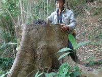 Kon Tum: Cận cảnh rừng tự nhiên bị triệt hạ ảnh 4