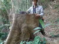 Kon Tum: Cận cảnh rừng tự nhiên bị triệt hạ ảnh 4 Kon Tum: Cận cảnh rừng tự nhiên bị triệt hạ ảnh 4