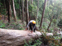 Kon Tum: Cận cảnh rừng tự nhiên bị triệt hạ ảnh 3