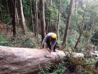 Kon Tum: Cận cảnh rừng tự nhiên bị triệt hạ ảnh 3 Kon Tum: Cận cảnh rừng tự nhiên bị triệt hạ ảnh 3