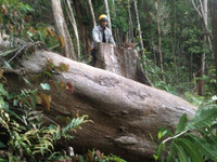 Kon Tum: Cận cảnh rừng tự nhiên bị triệt hạ ảnh 5