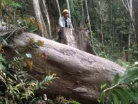 Kon Tum: Cận cảnh rừng tự nhiên bị triệt hạ ảnh 5 Kon Tum: Cận cảnh rừng tự nhiên bị triệt hạ ảnh 5