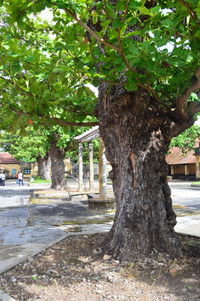 Chiêm ngưỡng những cây bàng cổ thụ ở Côn Đảo ảnh 2