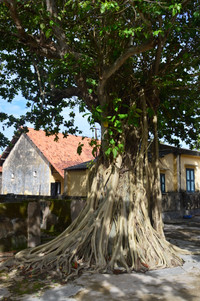 Chiêm ngưỡng những cây bàng cổ thụ ở Côn Đảo ảnh 1