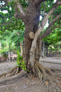 Chiêm ngưỡng những cây bàng cổ thụ ở Côn Đảo ảnh 3