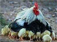 Gà trống nuôi con.