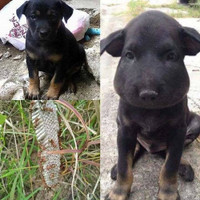 Một lần nghịch dại.