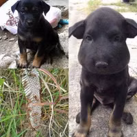 Một lần nghịch dại.