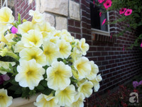 Mê mẩn với vườn hoa đẹp như trong cổ tích của mẹ Việt ở Mỹ ảnh 15