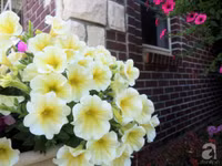 Mê mẩn với vườn hoa đẹp như trong cổ tích của mẹ Việt ở Mỹ ảnh 15