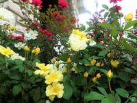 Mê mẩn với vườn hoa đẹp như trong cổ tích của mẹ Việt ở Mỹ ảnh 12