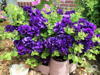 Mê mẩn với vườn hoa đẹp như trong cổ tích của mẹ Việt ở Mỹ ảnh 25