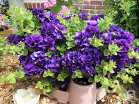 Mê mẩn với vườn hoa đẹp như trong cổ tích của mẹ Việt ở Mỹ ảnh 25